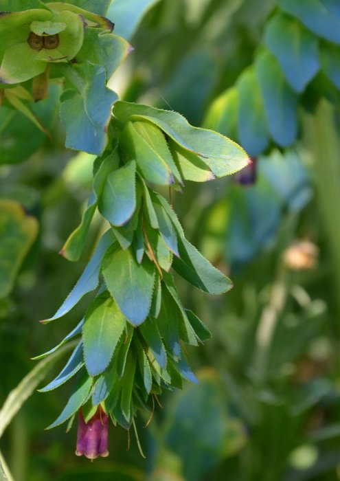 Cerinthe major 'Pride of Gibraltar' (2)